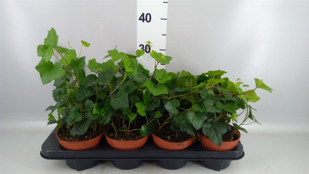 Hedera H Hibernica 13Ø 20cm