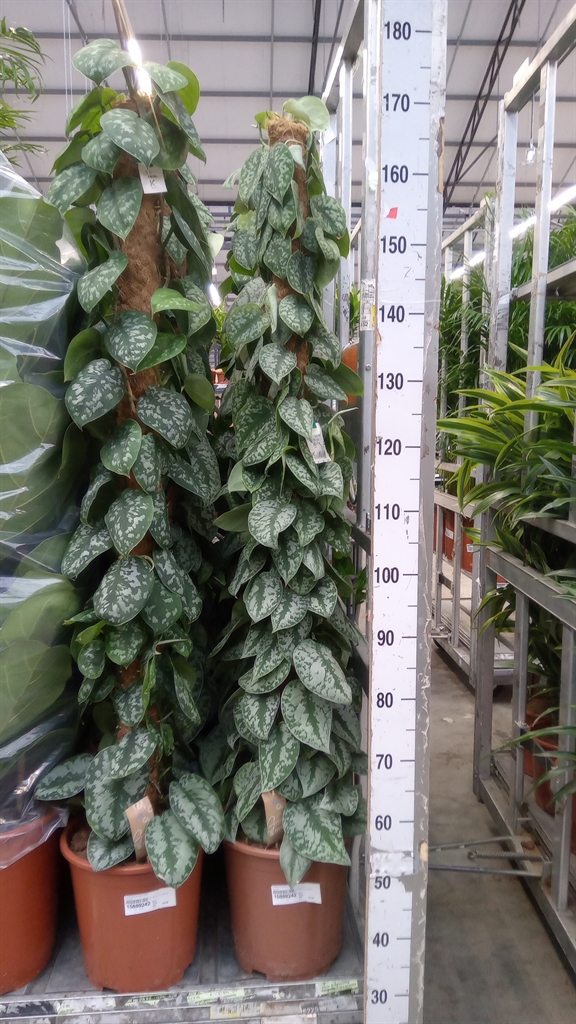Scindapsus Trebie 27Ø 150cm