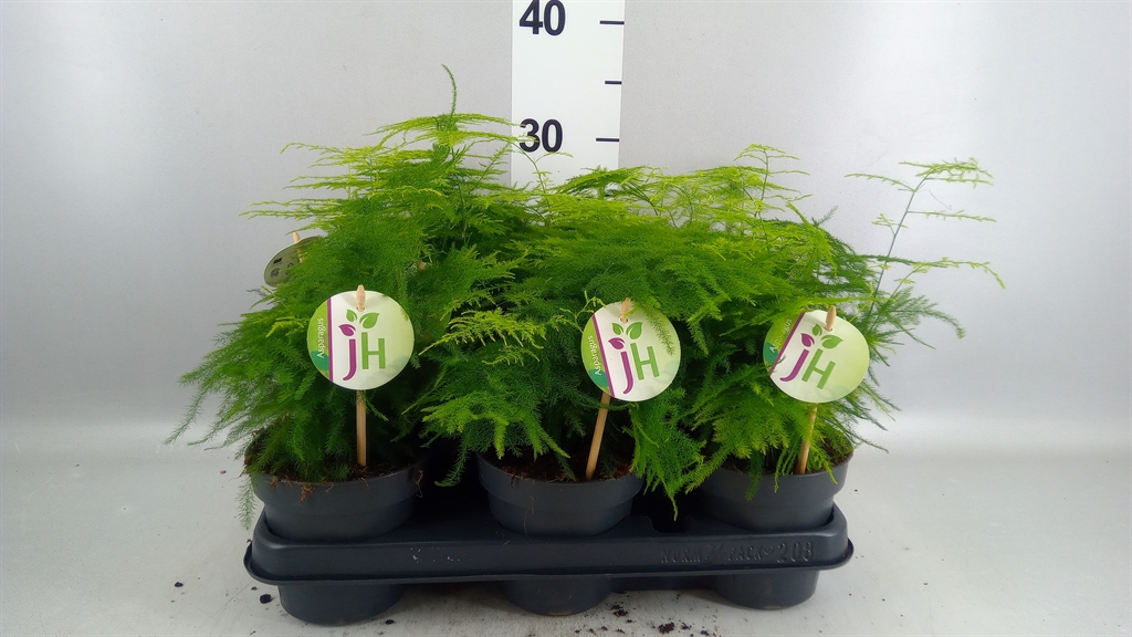 Asparagus Setaceus 12Ø 30cm