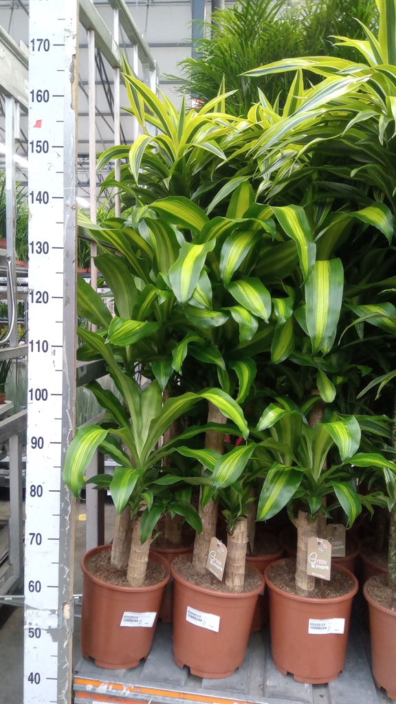 Dracaena Massangeana 24Ø 120cm