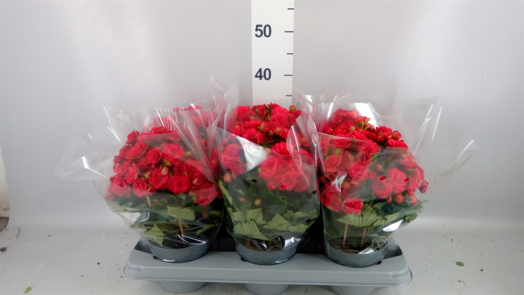 Begonia Double Grace 14Ø 35cm