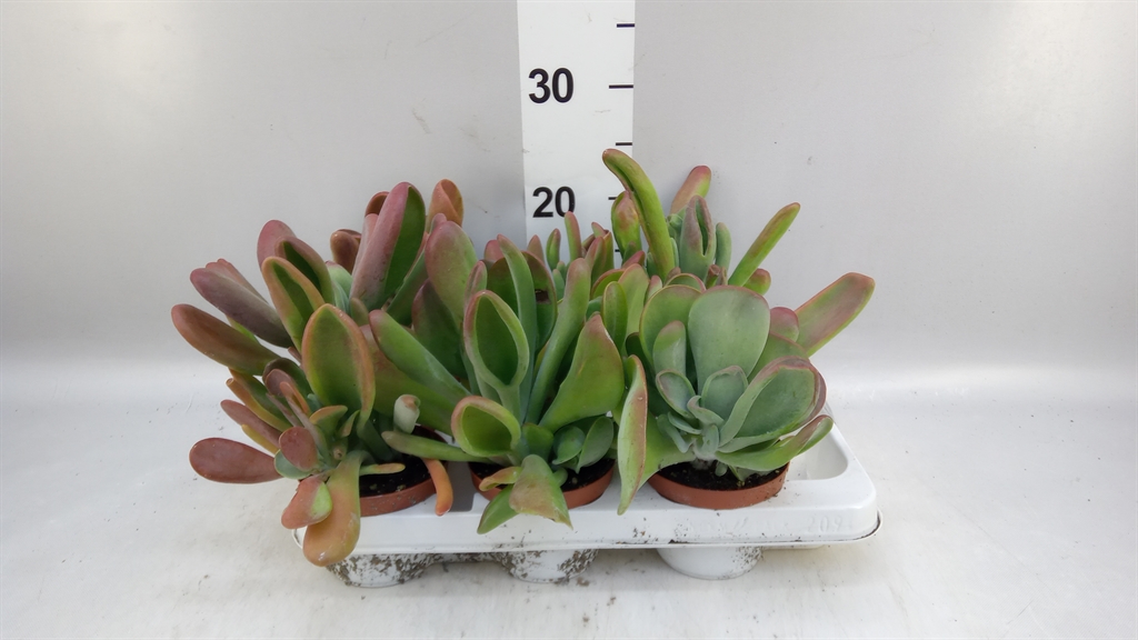 Kalanchoe Ov 11Ø 26cm