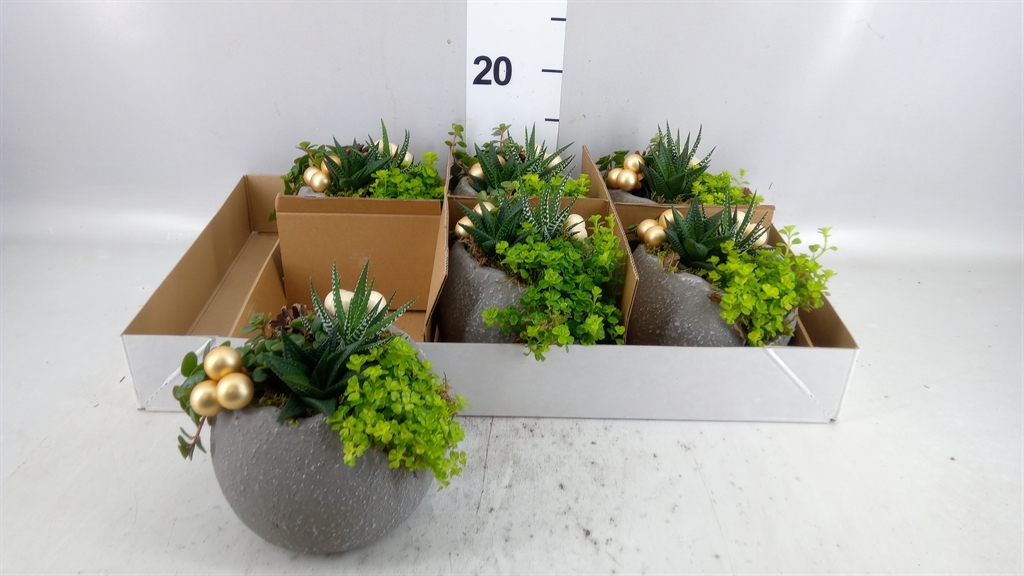 Arrangement Indoor Green 15Ø