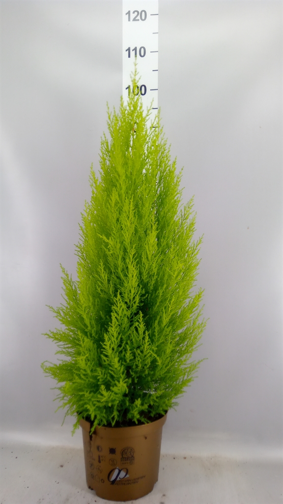 Cupressus Goldcrest Wilma 23Ø 100cm
