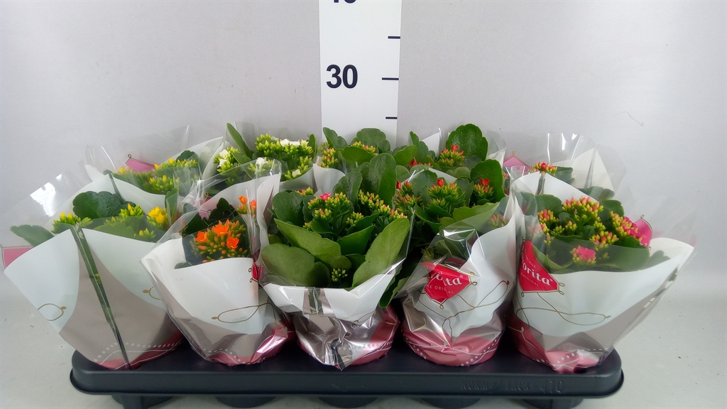Kalanchoe Single Mix 6 Colours 10Ø 22cm
