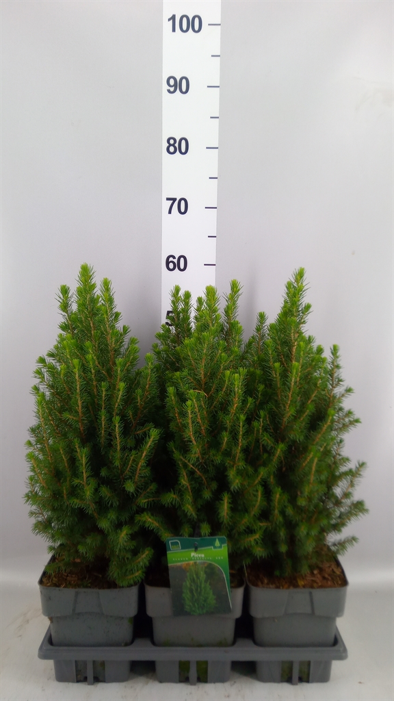 Picea Perfecta 17Ø 55cm
