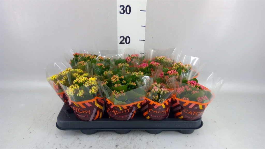 Kalanchoe Double Mix 8Ø 15cm