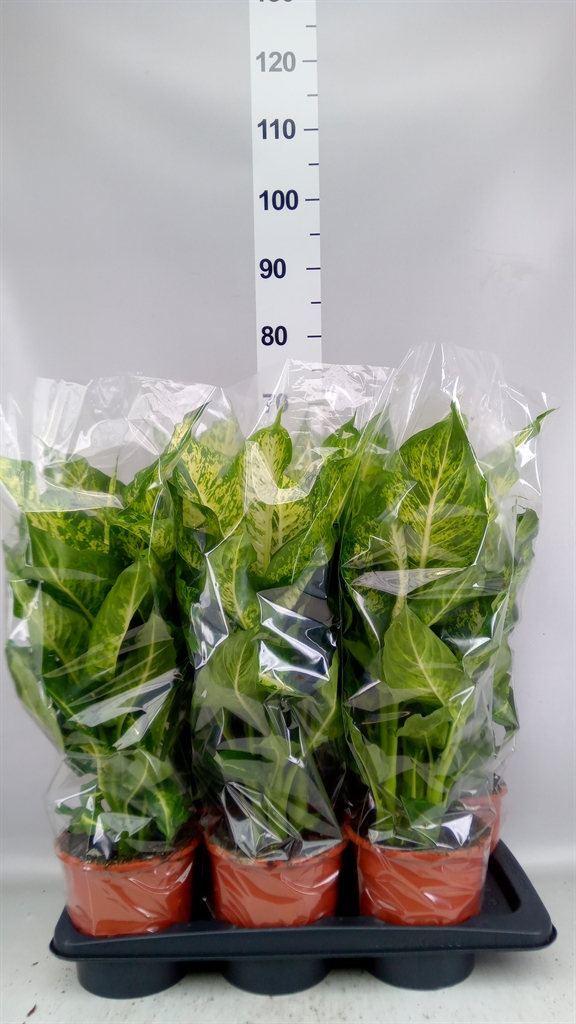 Dieffenbachia Mars 17Ø 65cm