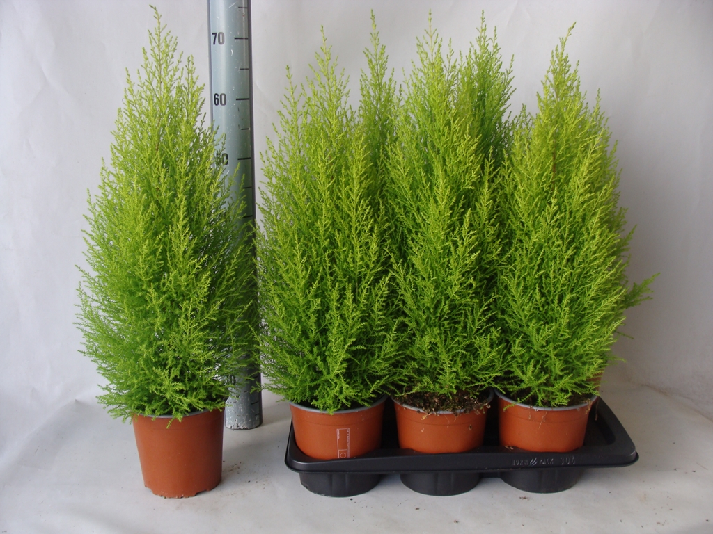 Cupressus Goldcrest Wilma 17Ø 70cm