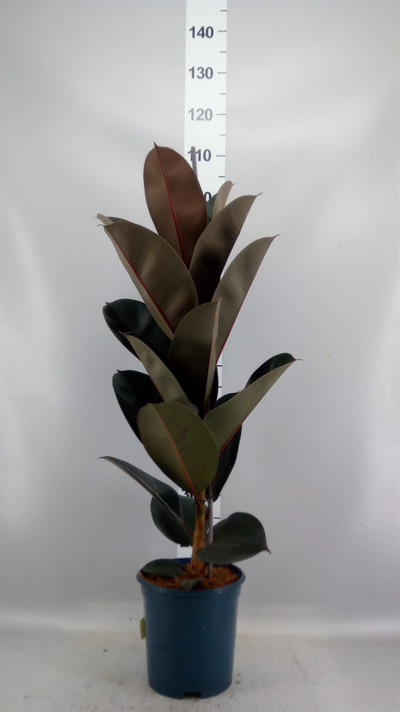 Ficus Abidjan 21Ø 100cm