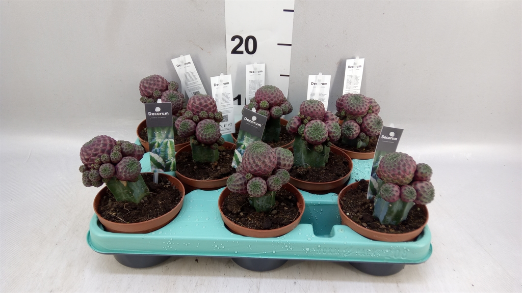 Succulenten Overig 510Ø