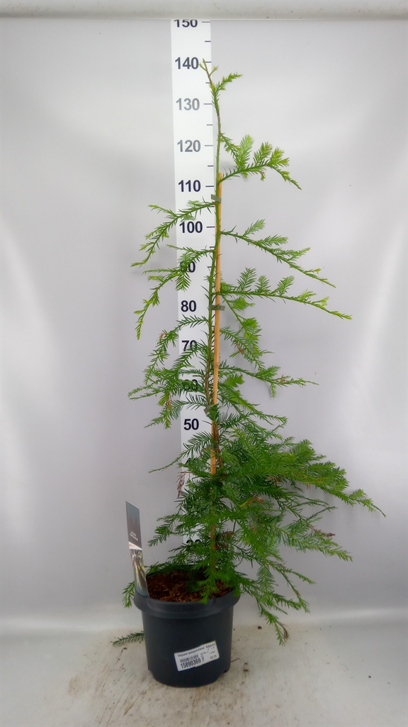 Sequoia Adpressa 23Ø 90cm