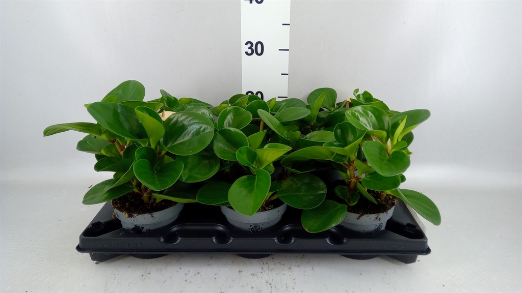 Peperomia Obtusifolia Green Gold 12Ø 30cm
