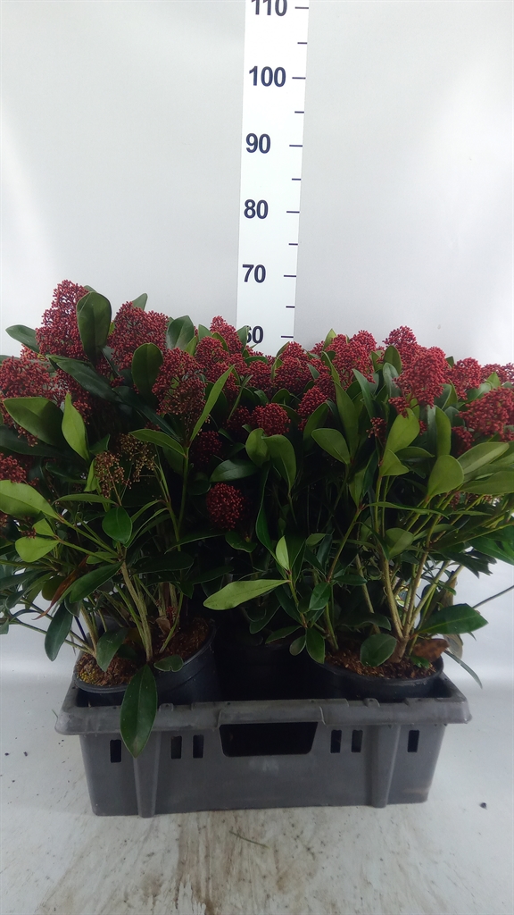 Skimmia Jap Rubella 19Ø 40cm