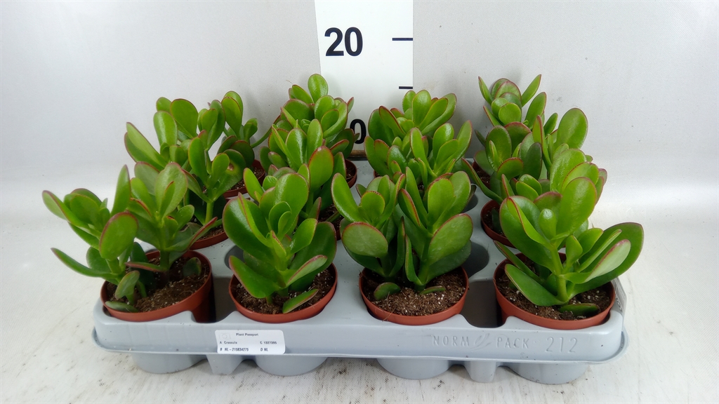 Crassula Ovata 8Ø 10cm