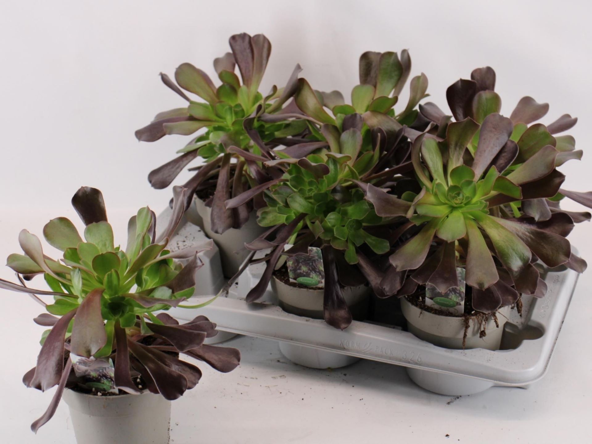 Aeonium Arboreum 14Ø 30cm