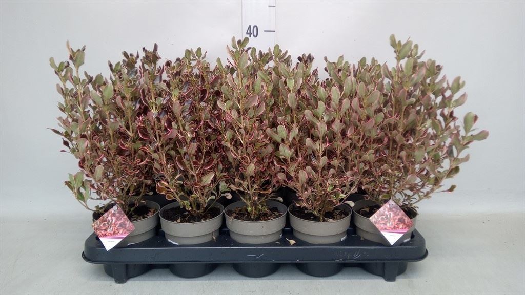 Coprosma Repens 11Ø 20cm