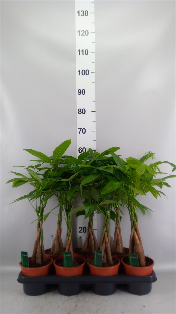Pachira Aquatica 14Ø 55cm
