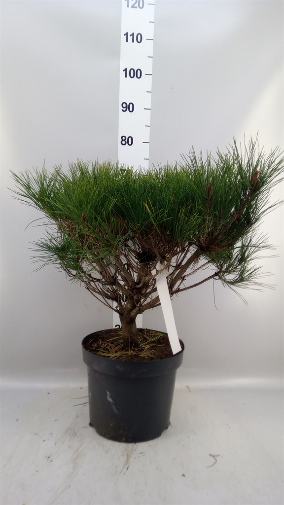 Pinus Overig 28Ø 50cm