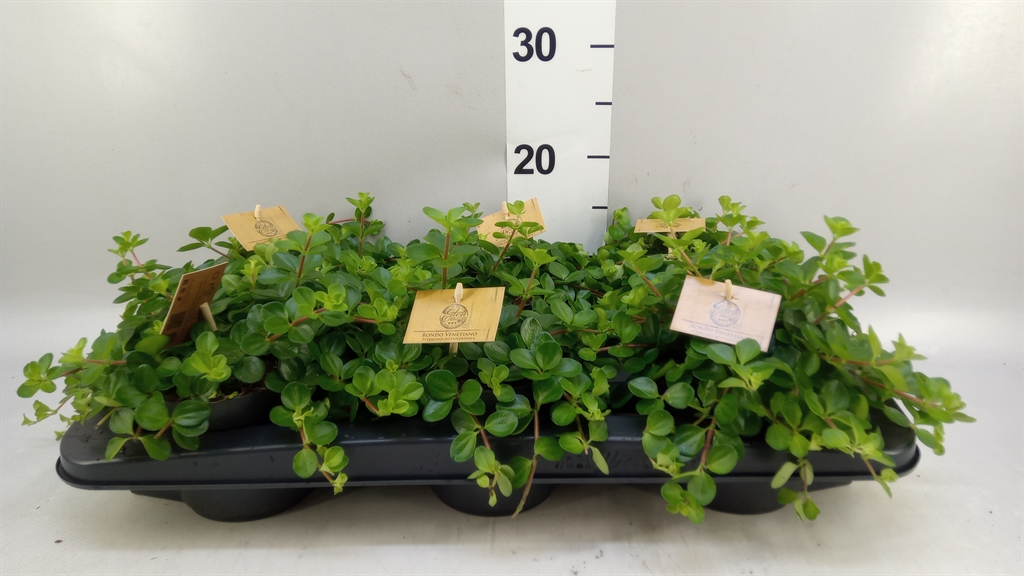 Peperomia Rotundifolia 12Ø 20cm