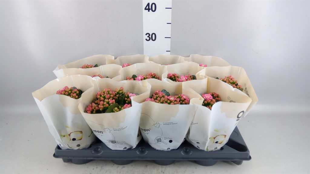 Kalanchoe Double More Flowers Augusta 10Ø 25cm