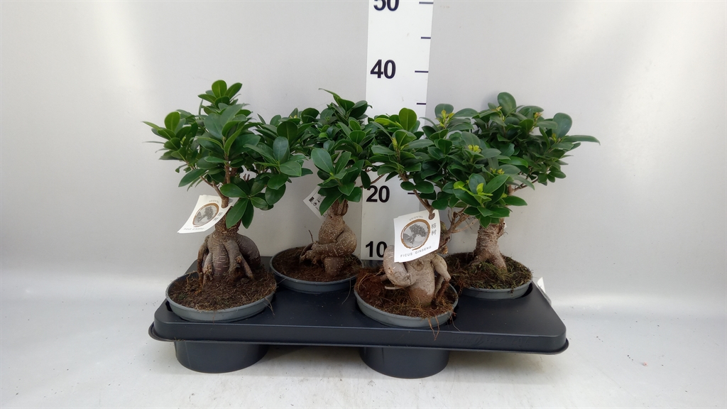 Fic Mi Ginseng 15Ø 40cm
