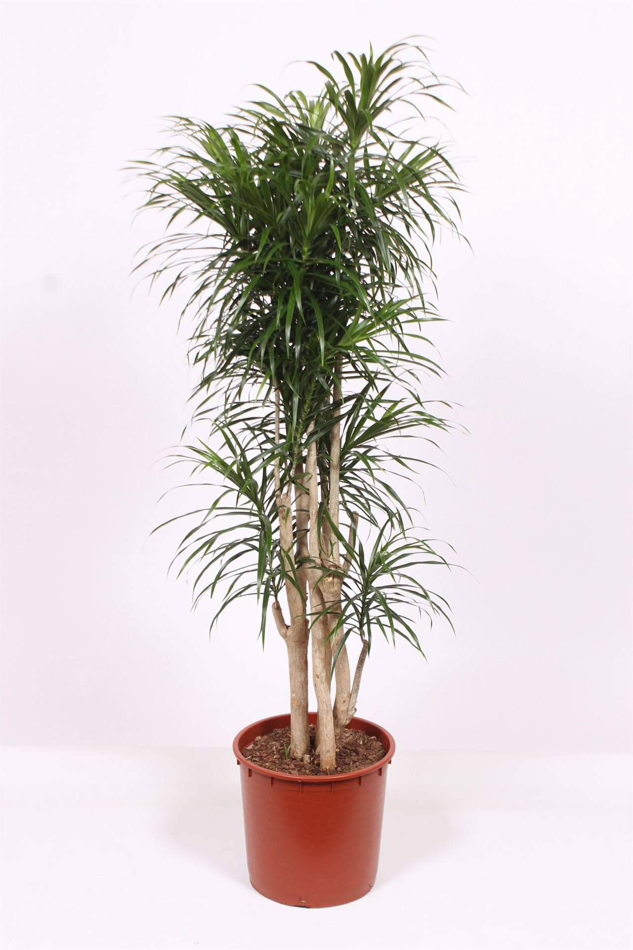 Dracaena Anita 34Ø 170cm