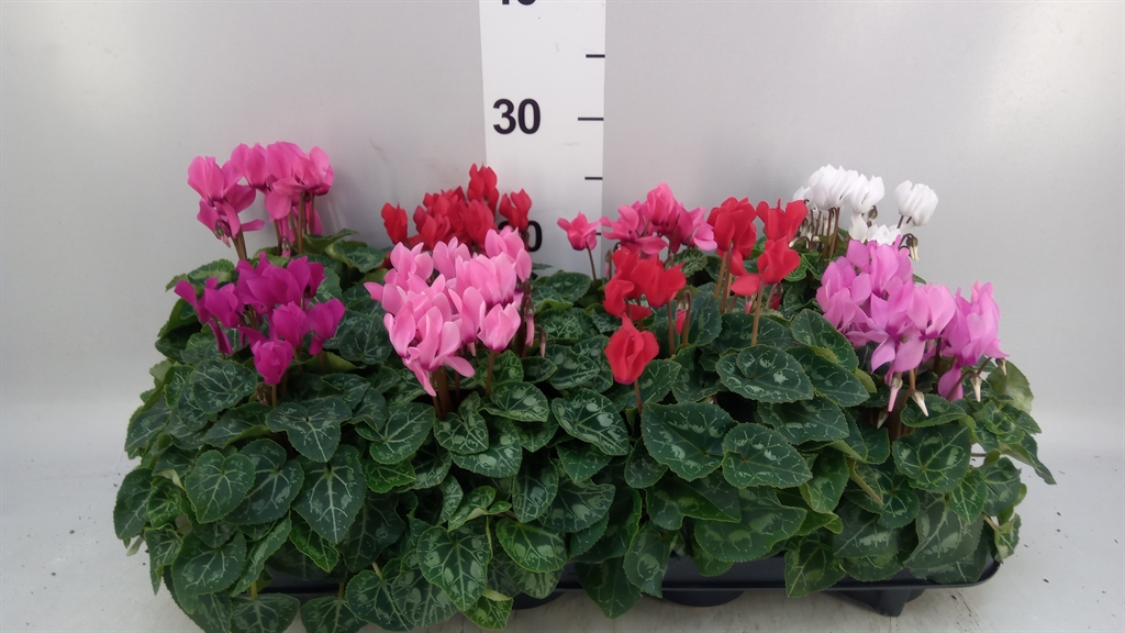 Cyclamen Persicum Macaron 10Ø 24cm