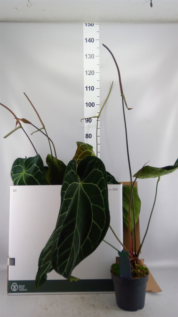 Anthurium Clarinervium 17Ø 45cm
