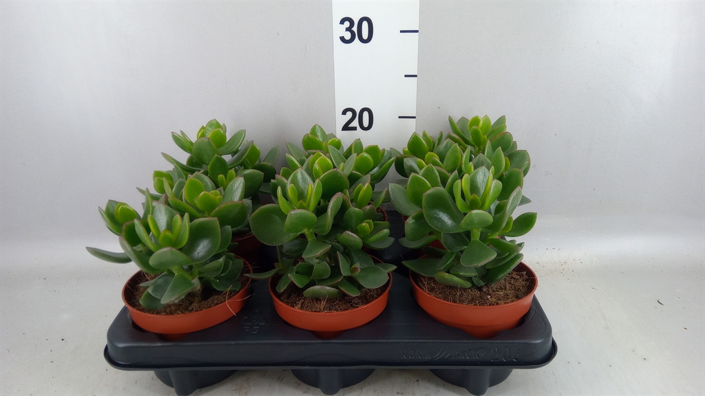 Crassula Hulk 12Ø 15cm