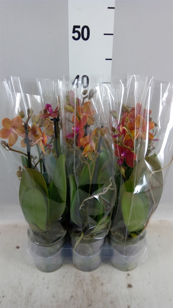 Phal Mf Ov Oranje 9Ø 40cm