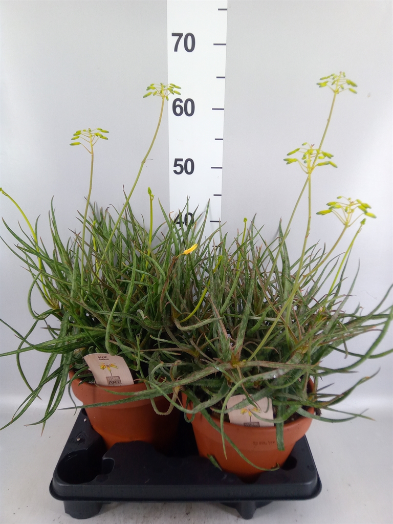 Aloe Hodi 21Ø 30cm