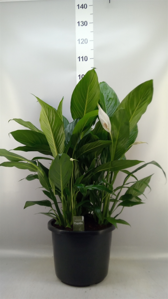 Spath Bingo Cupido 32Ø 90cm