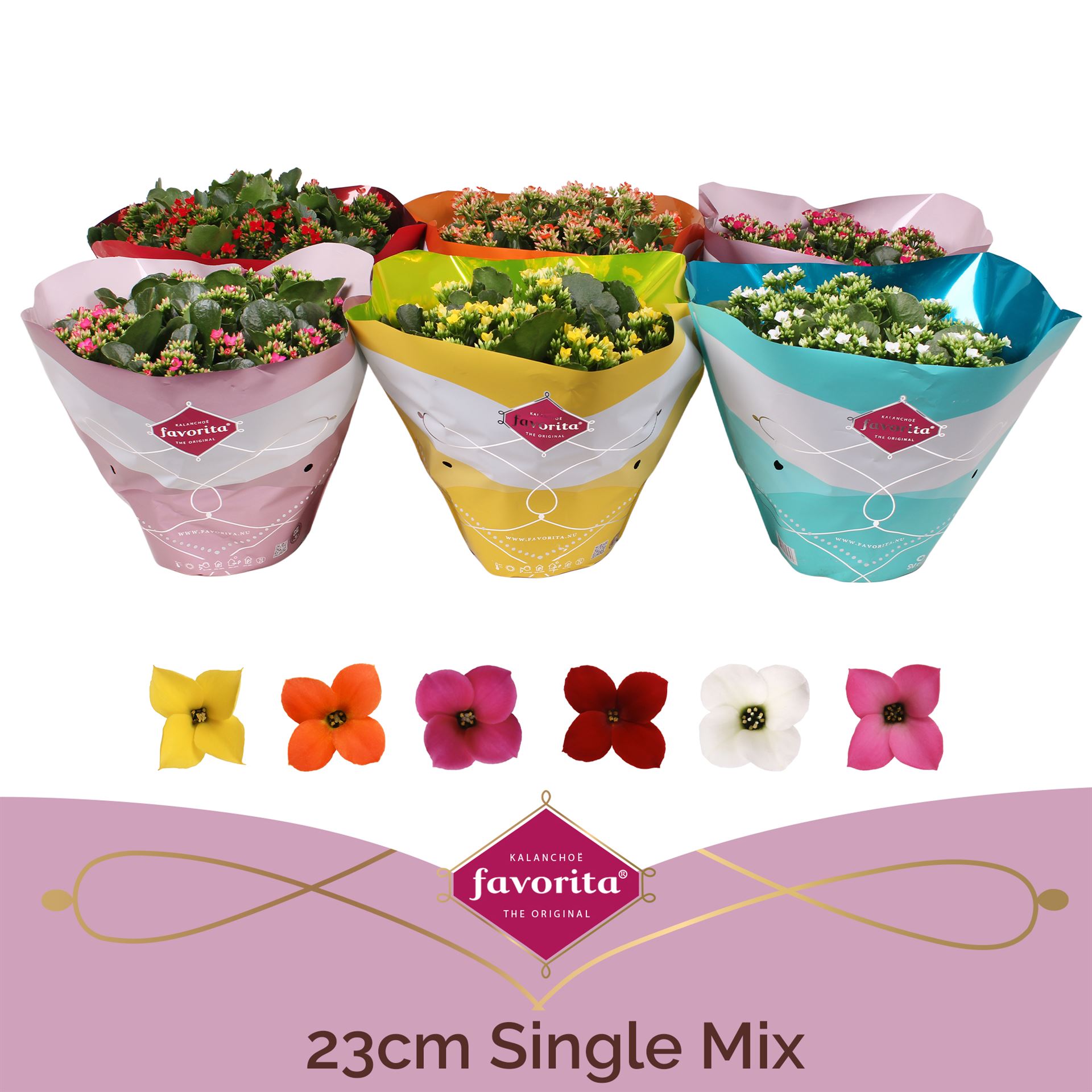 Kalanchoe Single Mix 5 Colours 23Ø 27cm