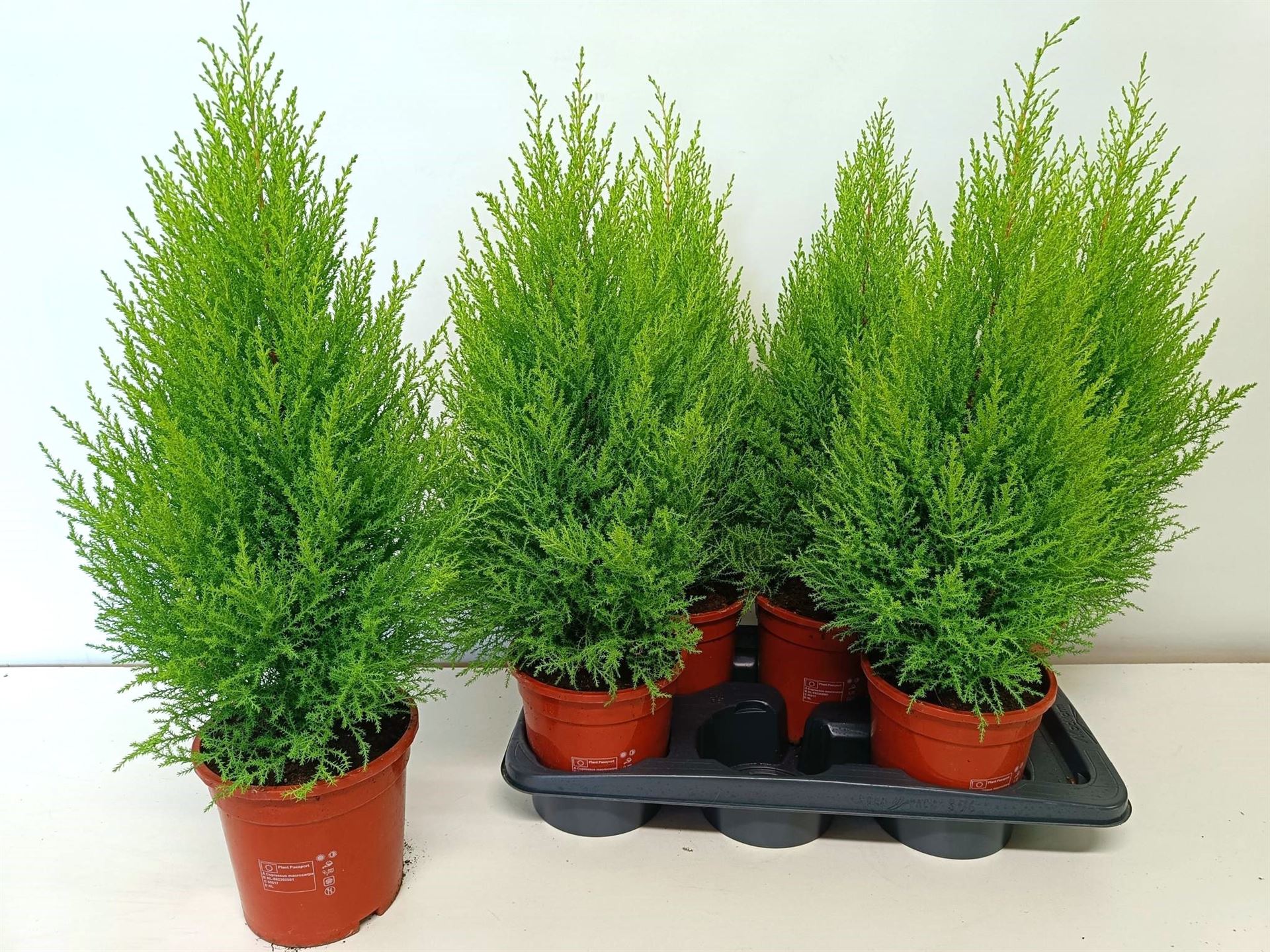 Cupressus Goldcrest Wilma 17Ø 75cm