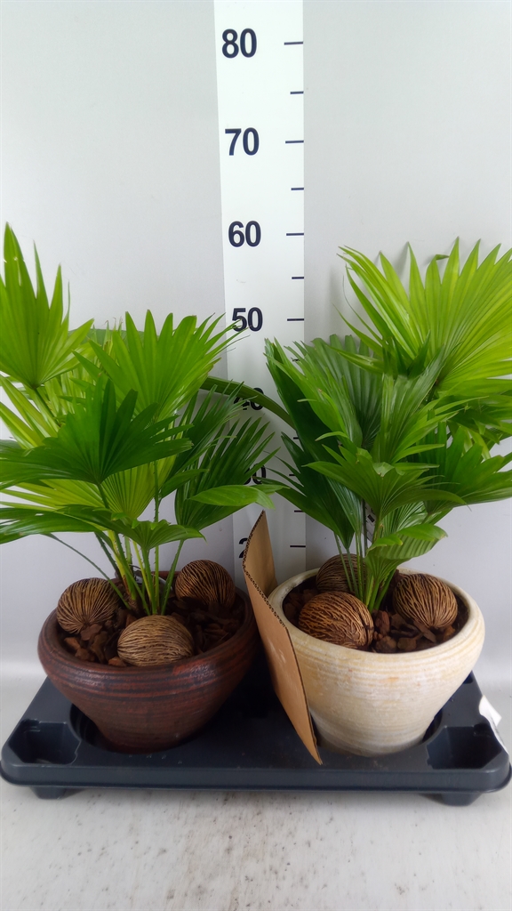 Livistona Rotundifolia 26Ø 50cm