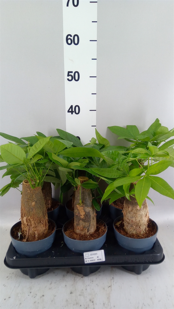 Pachira Aquatica 12Ø 35cm