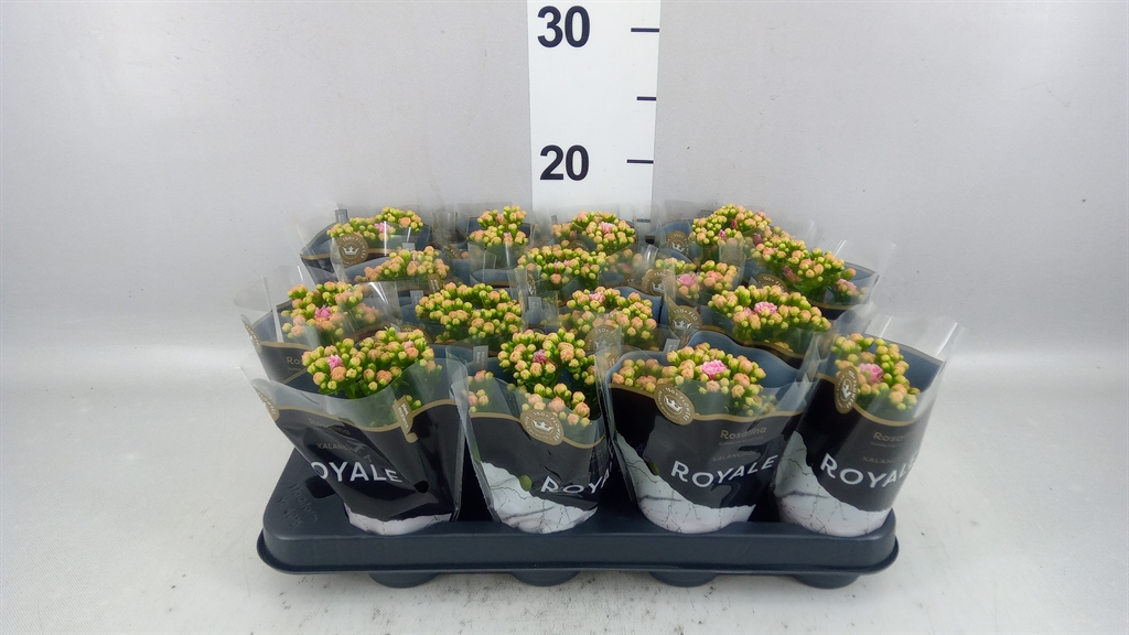 Kalanchoe Double Rosalina Alano Bicolor 7Ø 15cm