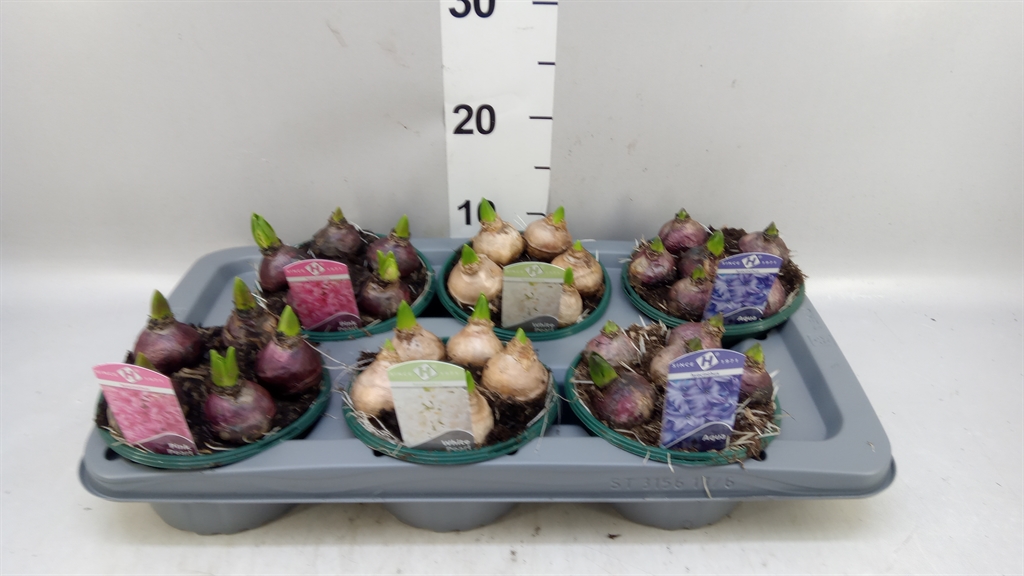 Hyacinthus Mix 16Ø 15cm 5pp