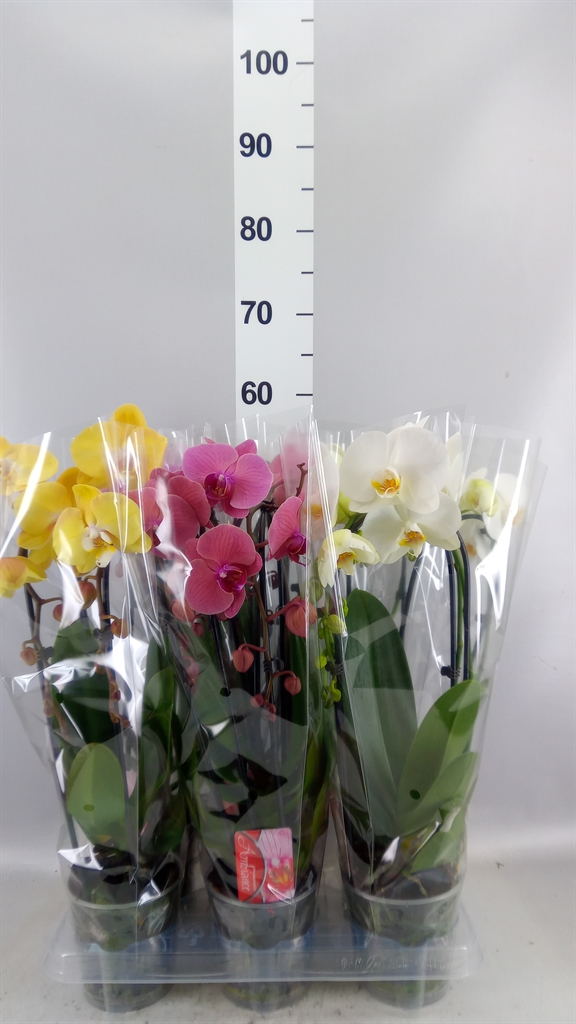 Phalaenopsis Cascade 12Ø 45cm 2st