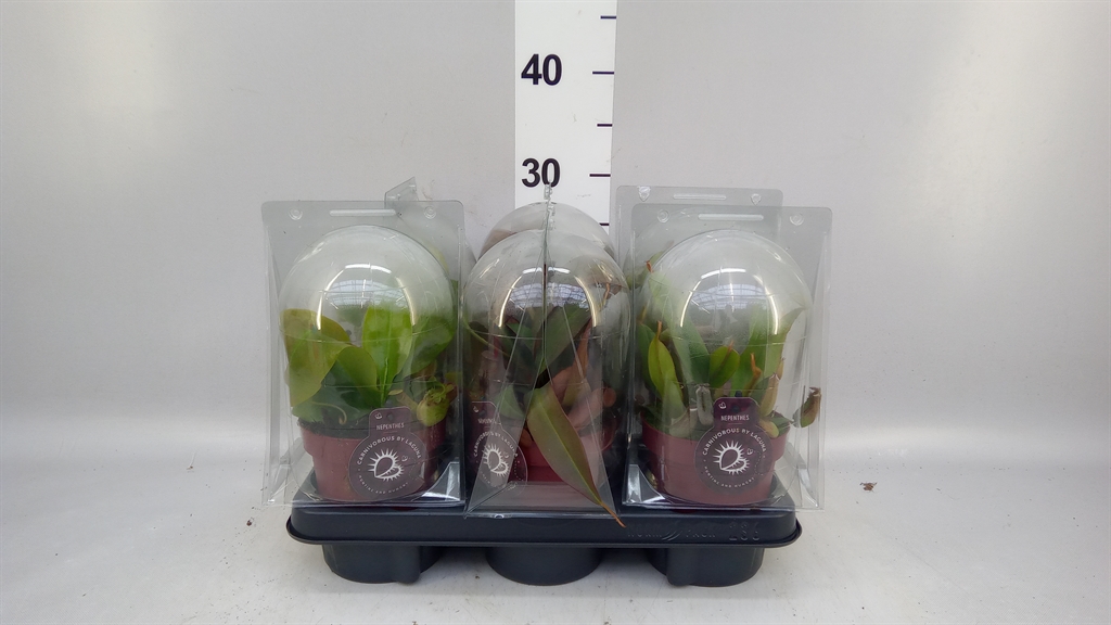 Nepenthes 12Ø 20cm