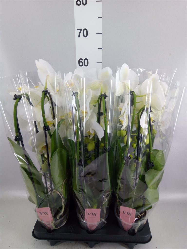 Phalaenopsis Cascade 12Ø 45cm 2st