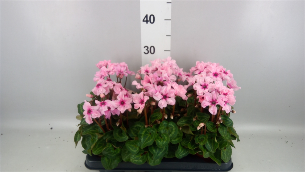 Cyclamen Persicum Illusia 10Ø 25cm