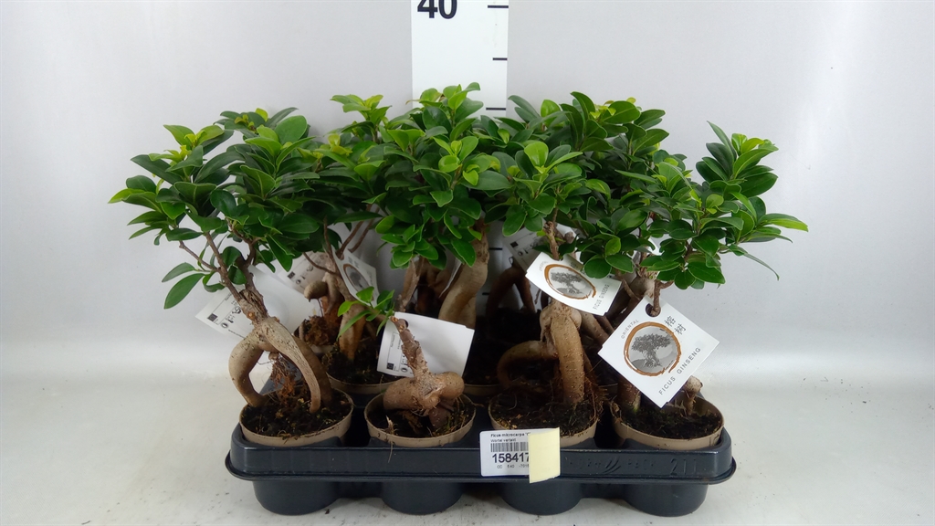 Ficus Microcarpa Ginseng 9Ø 30cm
