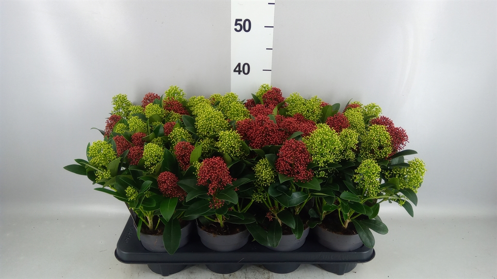 Skimmia Japonica Ov 13Ø 30cm
