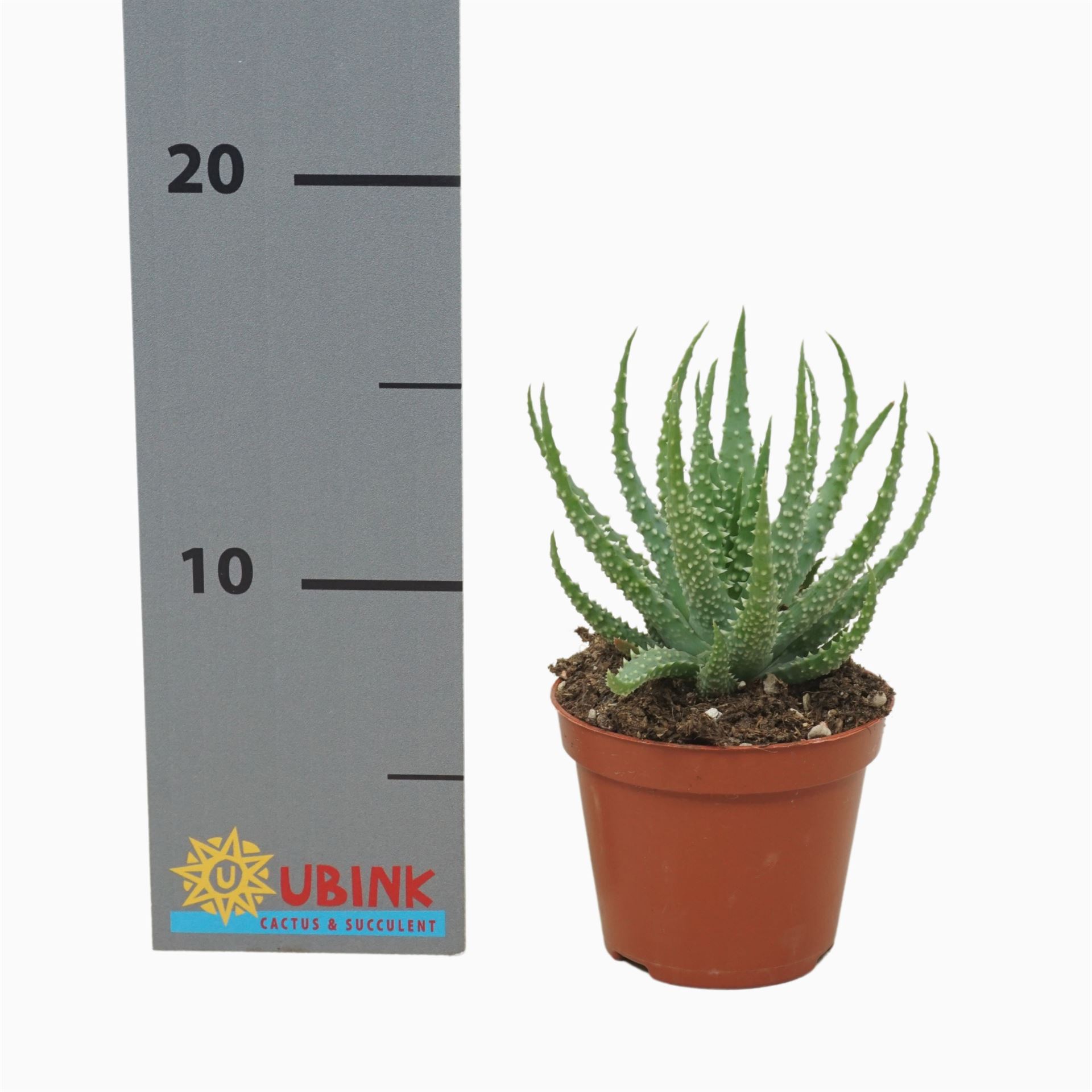 Aloe Humilis 8Ø 10cm
