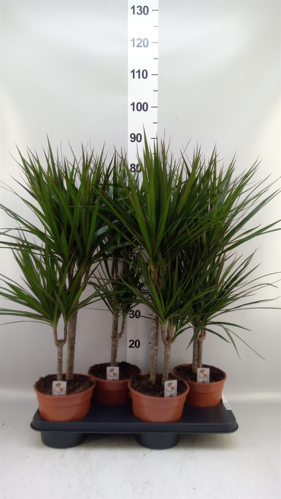 Dra Marginata 17Ø 75cm