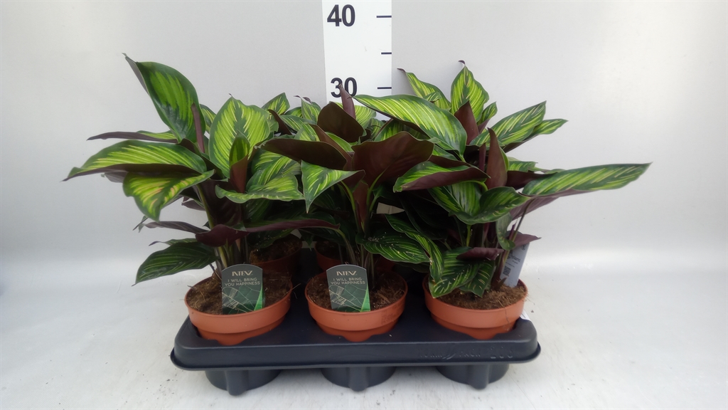 Calathea Beautystar 12Ø 25cm