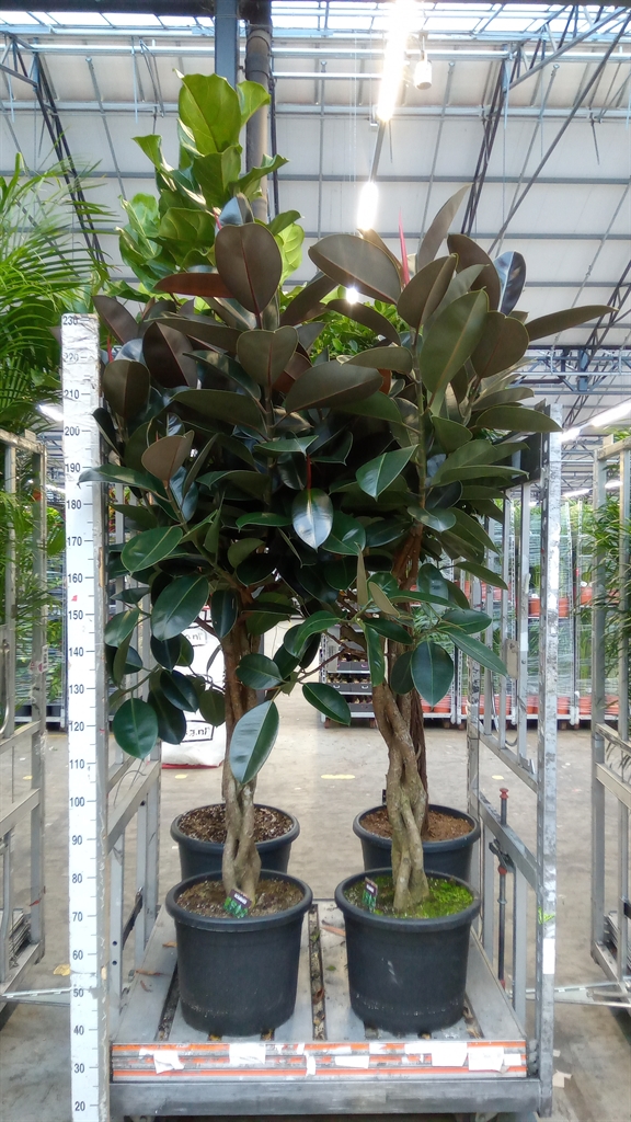 Ficus Burgundy 45Ø 200cm