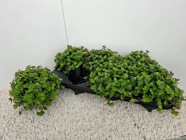 Callisia Repens 12Ø 15cm